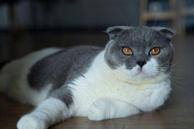 ilustrasi kucing