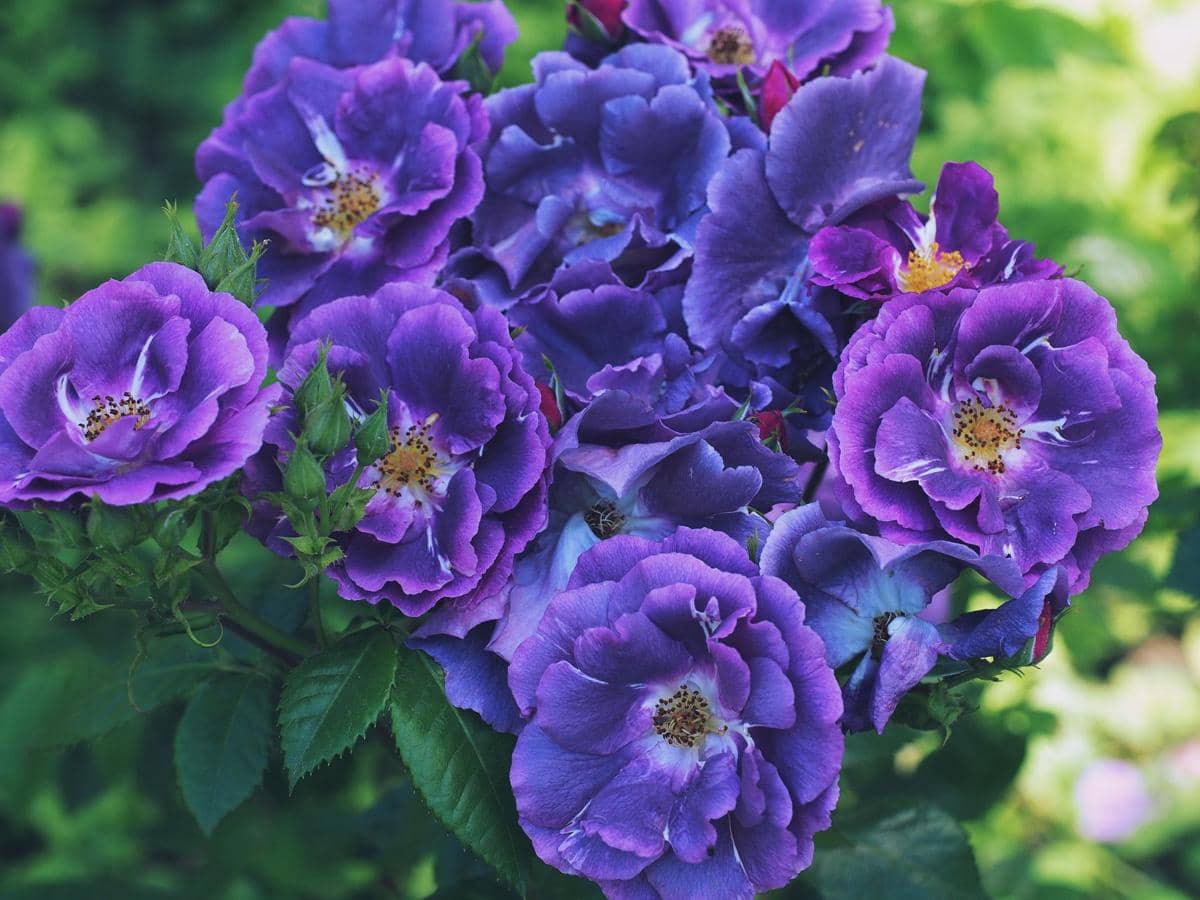 ilustrasi rose shurbs purple flower