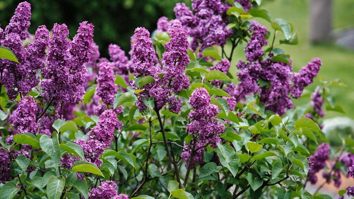 ilustrasi lilac