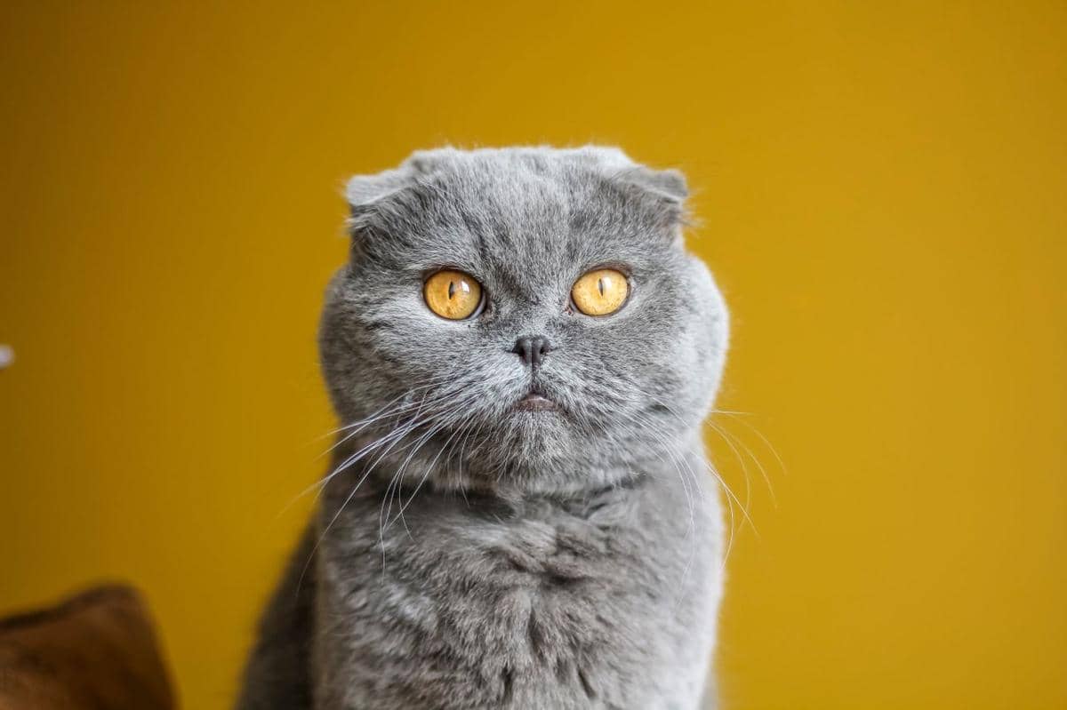 ilustrasi kucing 