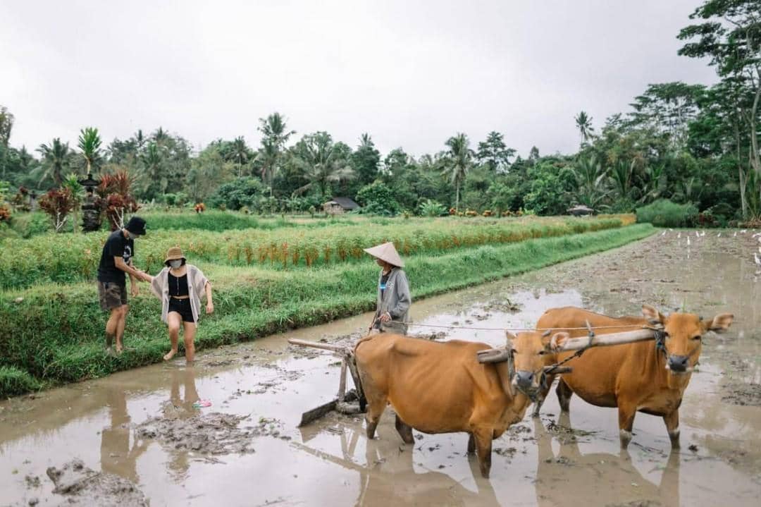 area persawahan di Desa Pinge (instagram.com/pingevillagebali)