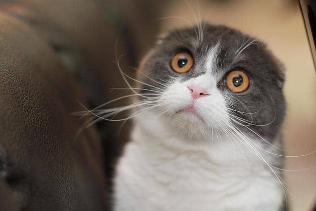 ilustrasi kucing