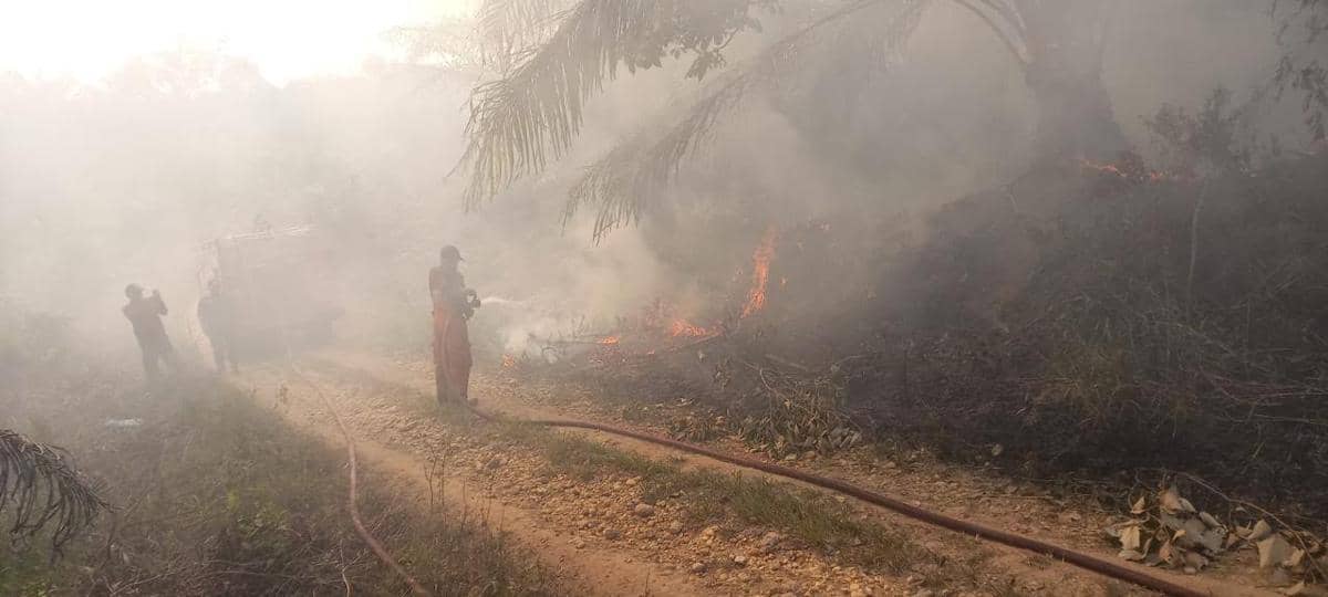 30 Hektare Ladang Sawit di Dharmasraya Terbakar, Polisi Cari Pemilik