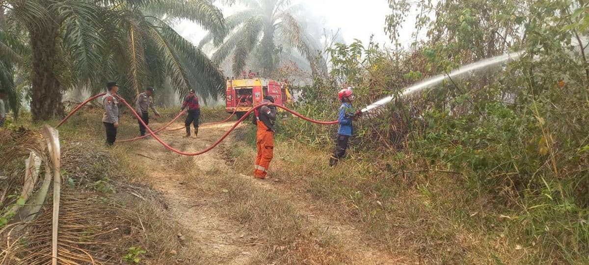 Asap mengepul dari kebakaran di ladang sawit Dharmasraya, dengan pohon kelapa sawit dan vegetasi di sekitarnya.