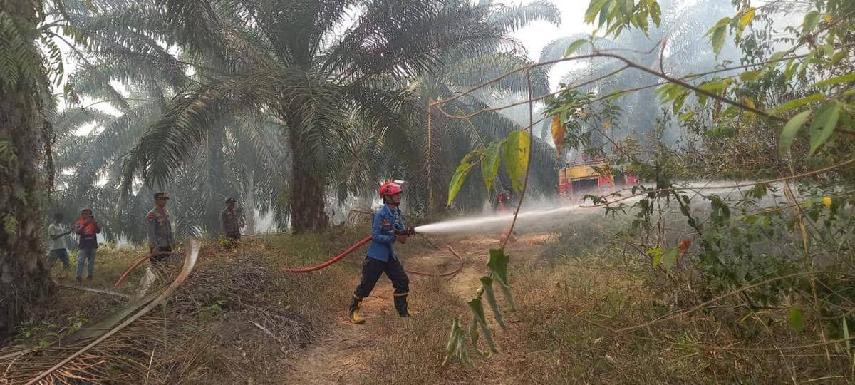 Asap tebal mengepul di atas area ladang kelapa sawit yang terbakar di Dharmasraya, dengan vegetasi sekitar tampak menghitam.