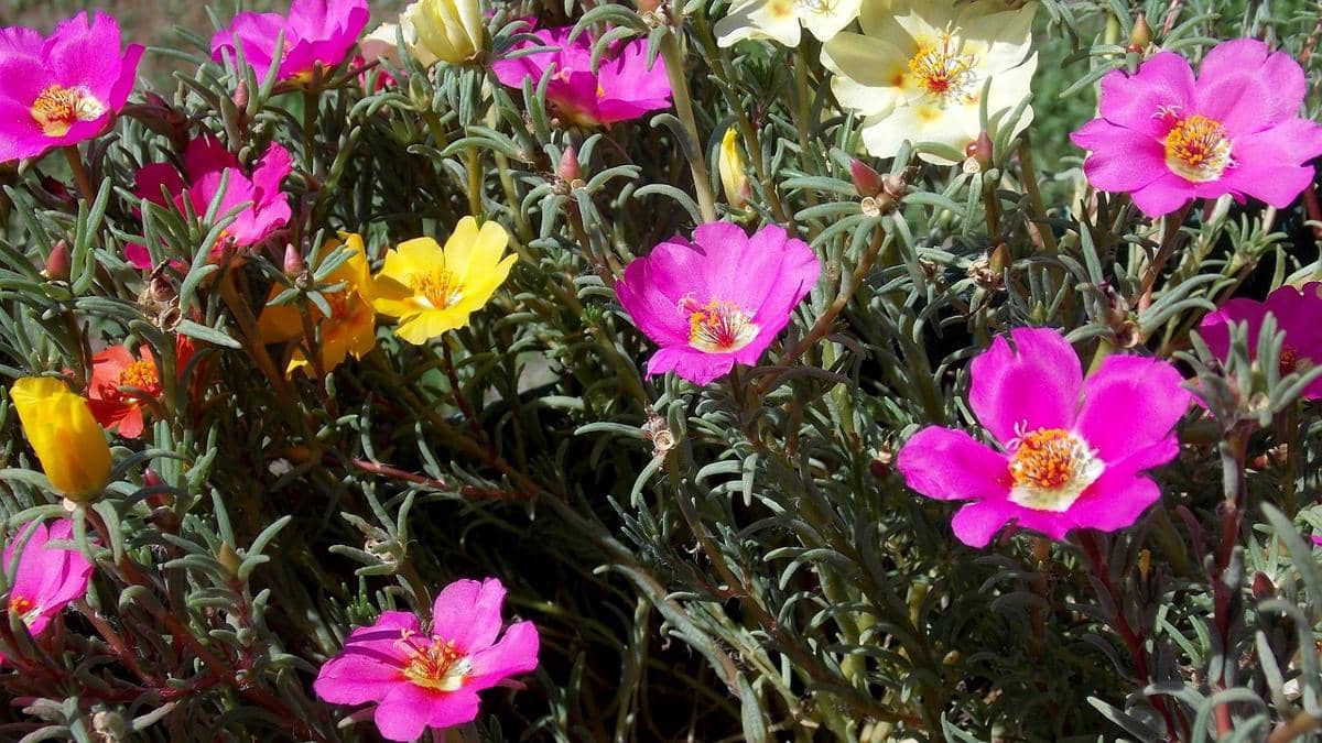 ilustrasi portulaca