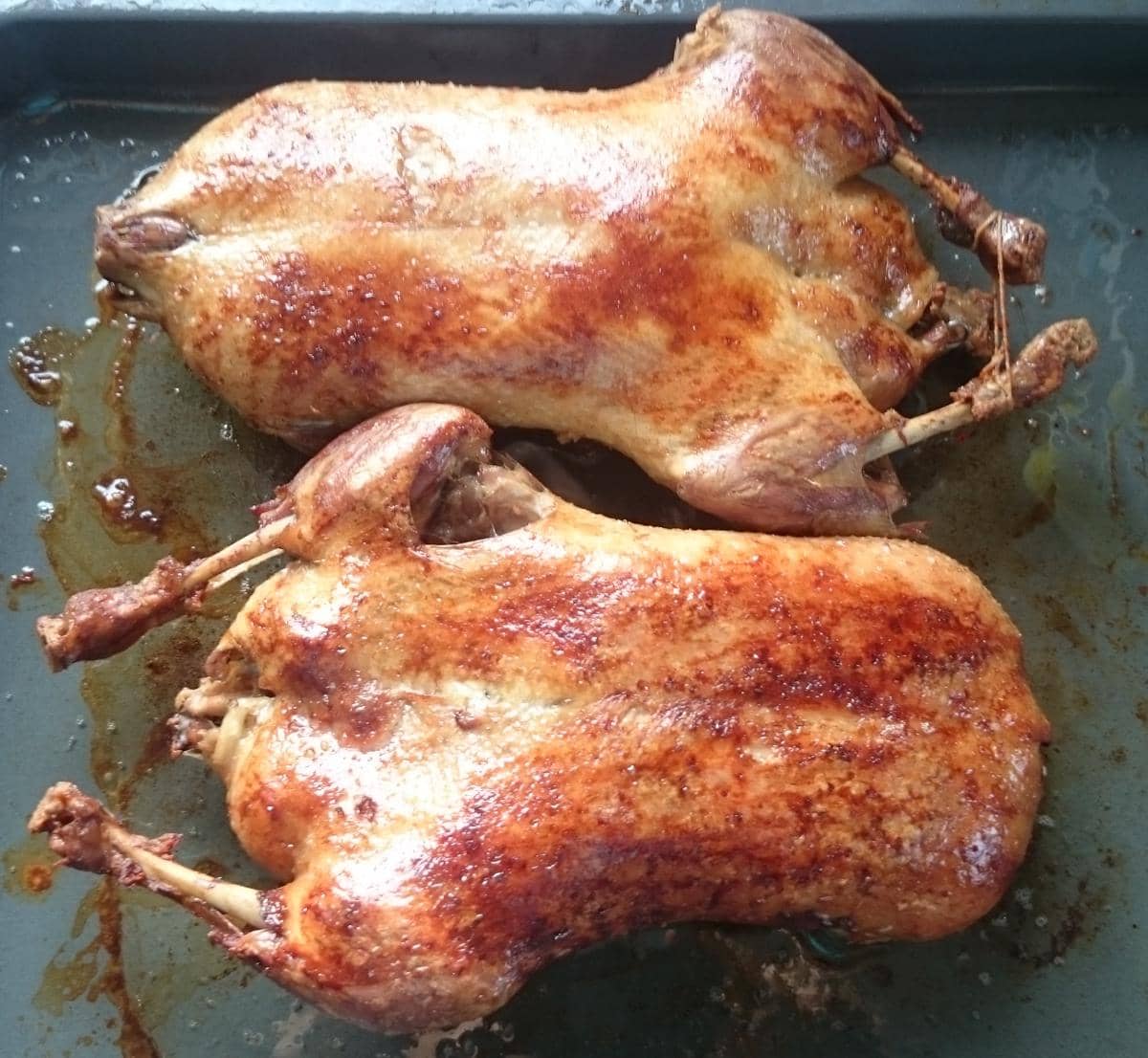 ilustrasi daging bebek