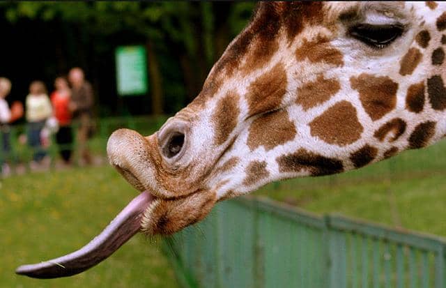 Nenek Moyang Jerapah, Masih Kerabat dengan Okapi?