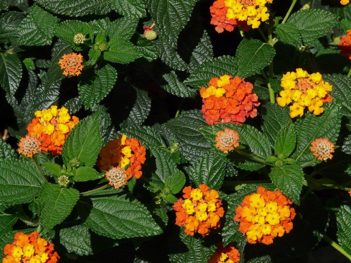 ilustrasi lantana camara