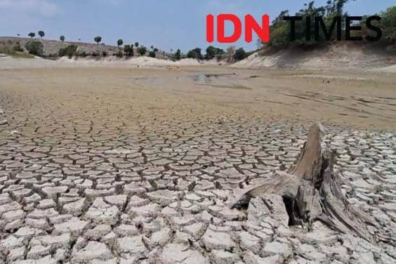 Bendungan Sangiran Surut, Petani Ngawi Malah Panen Padi dan Jagung