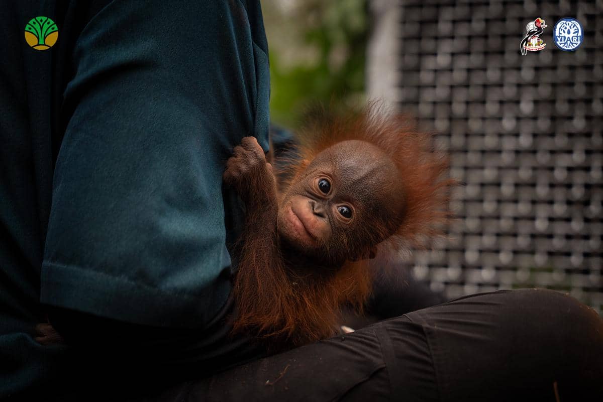 Habitat Rusak Akibat Karhutla, 6 Orangutan Dievakuasi usai Masuk Kebun Warga