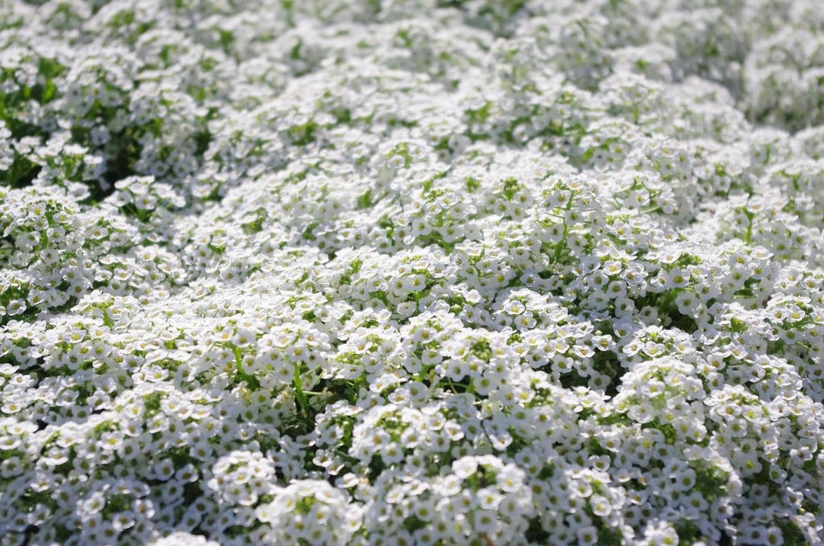 ilustrasi sweet alyssum