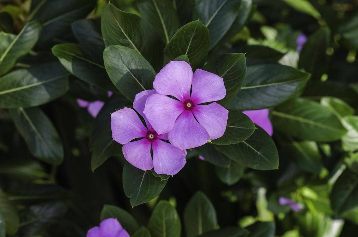 ilustrasi periwinkle