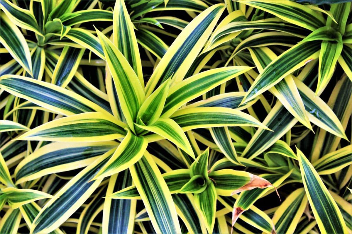 ilustrasi dracaena