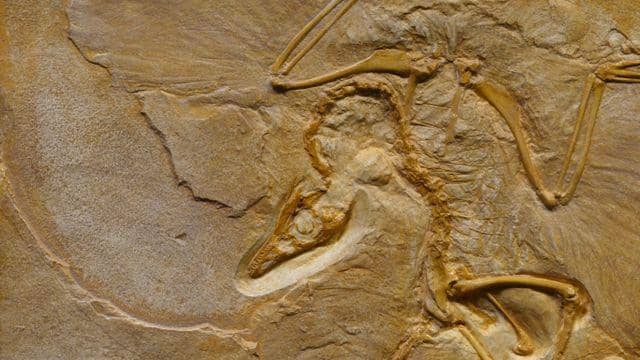 Jejak kaki T-rex dewasa pertama