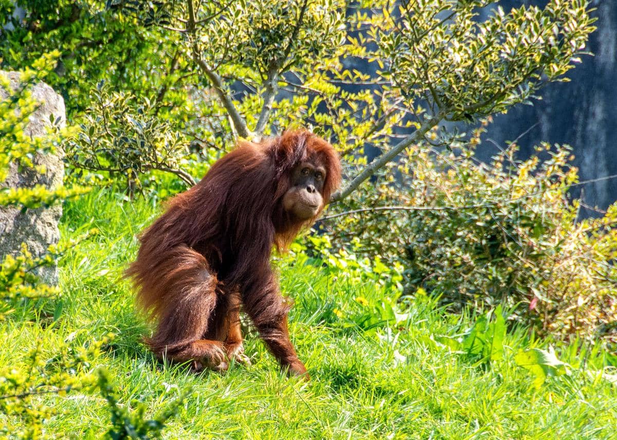 ilustrasi orangutan