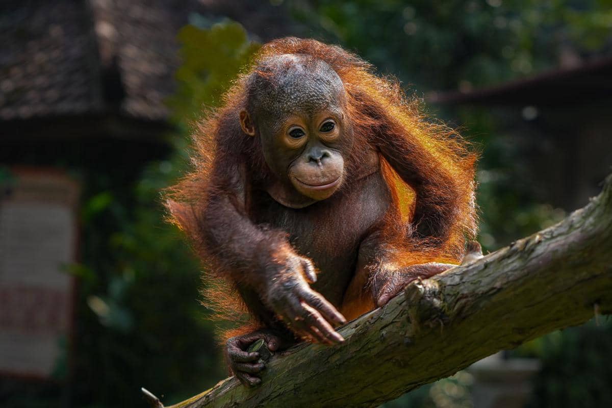 India Temukan 5 Bayi Orangutan, Diduga Korban Perdagangan Internasional
