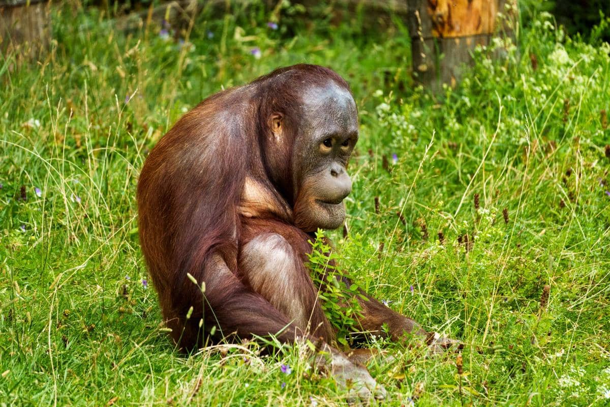 ilustrasi orangutan