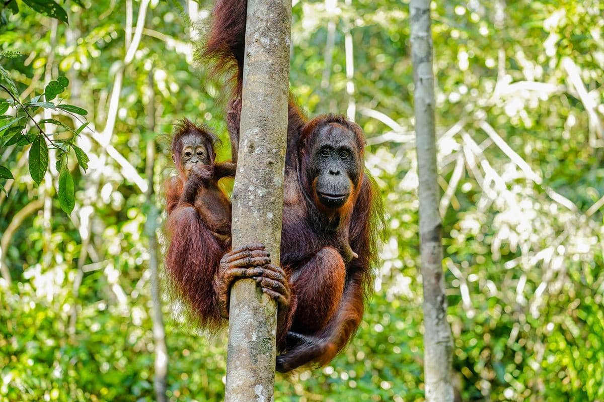 ilustrasi orangutan