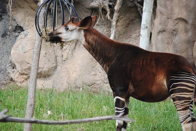 ilustrasi okapi