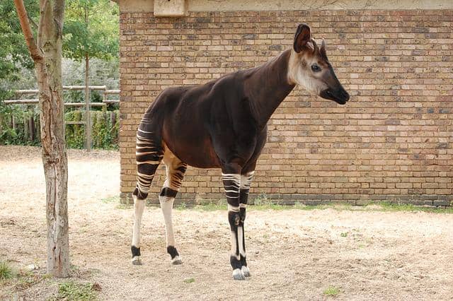 okapi