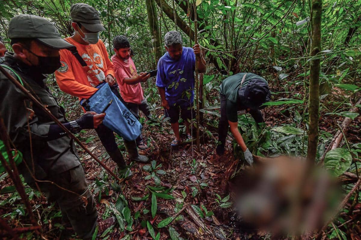 Sapi Warga Diduga Diterkam Harimau di Humbahas
