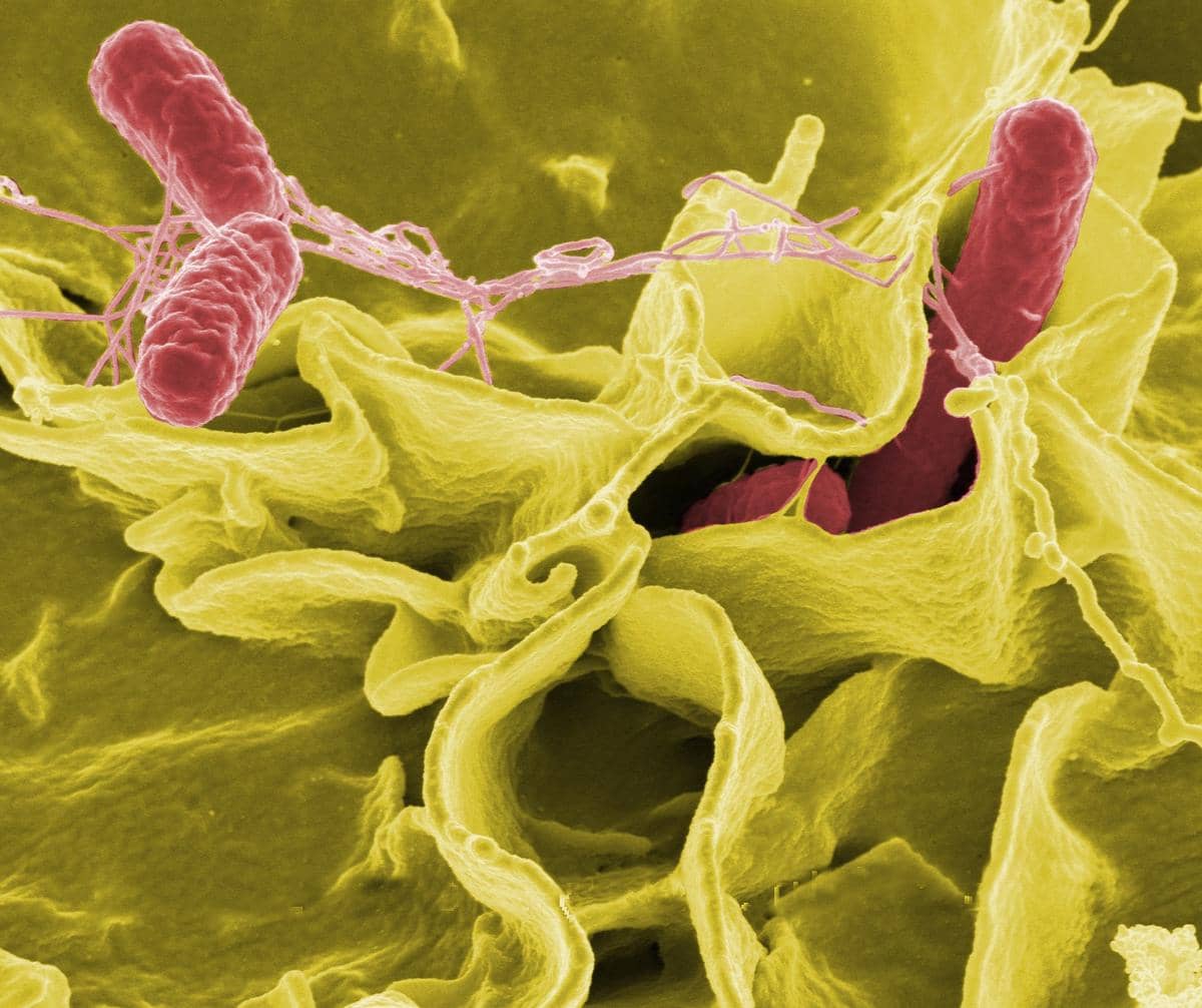 ilustrasi bakteri Salmonella