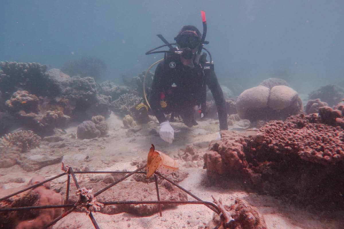 Penyelam membawa fragmen karang saat turun ke dasar Laut Karimunjawa untuk kegiatan pemasangan terumbu.