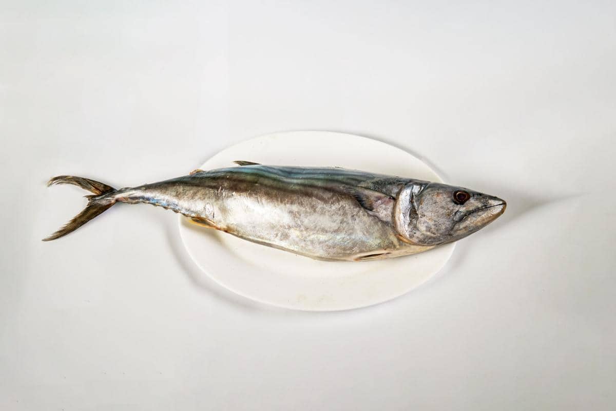 5 Tips Mengolah Ikan Tongkol agar Dagingnya Gak Pahit