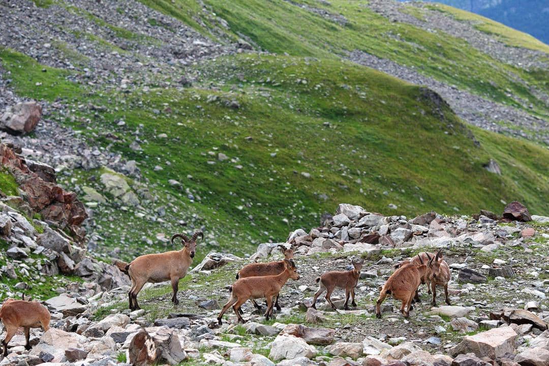 Kawanan kambing melintas di kaki gunung.
