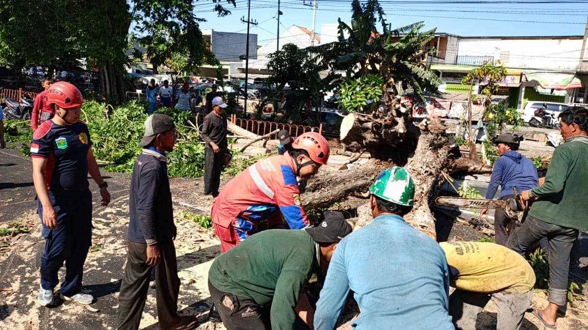 Pohon Tumbang di Gedangan Sidoarjo Lukai Dua Orang Pengendara
