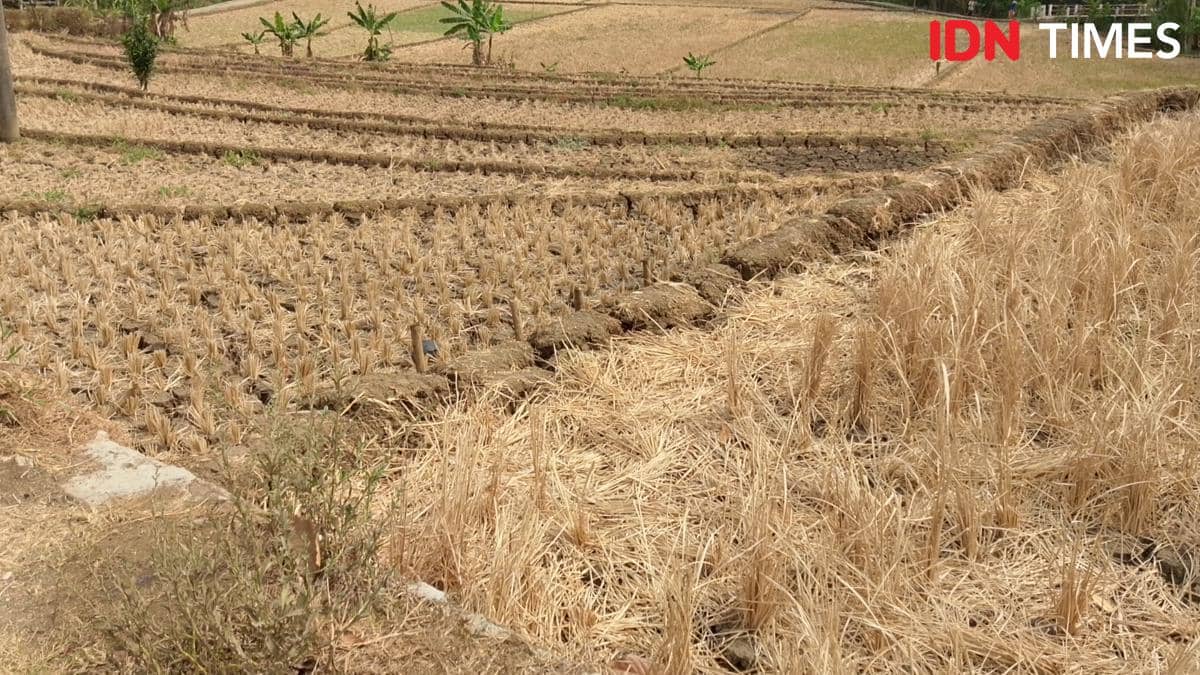 Kemarau September 2026, BNPB Bagikan 5 Langkah Jaga Produksi Pertanian