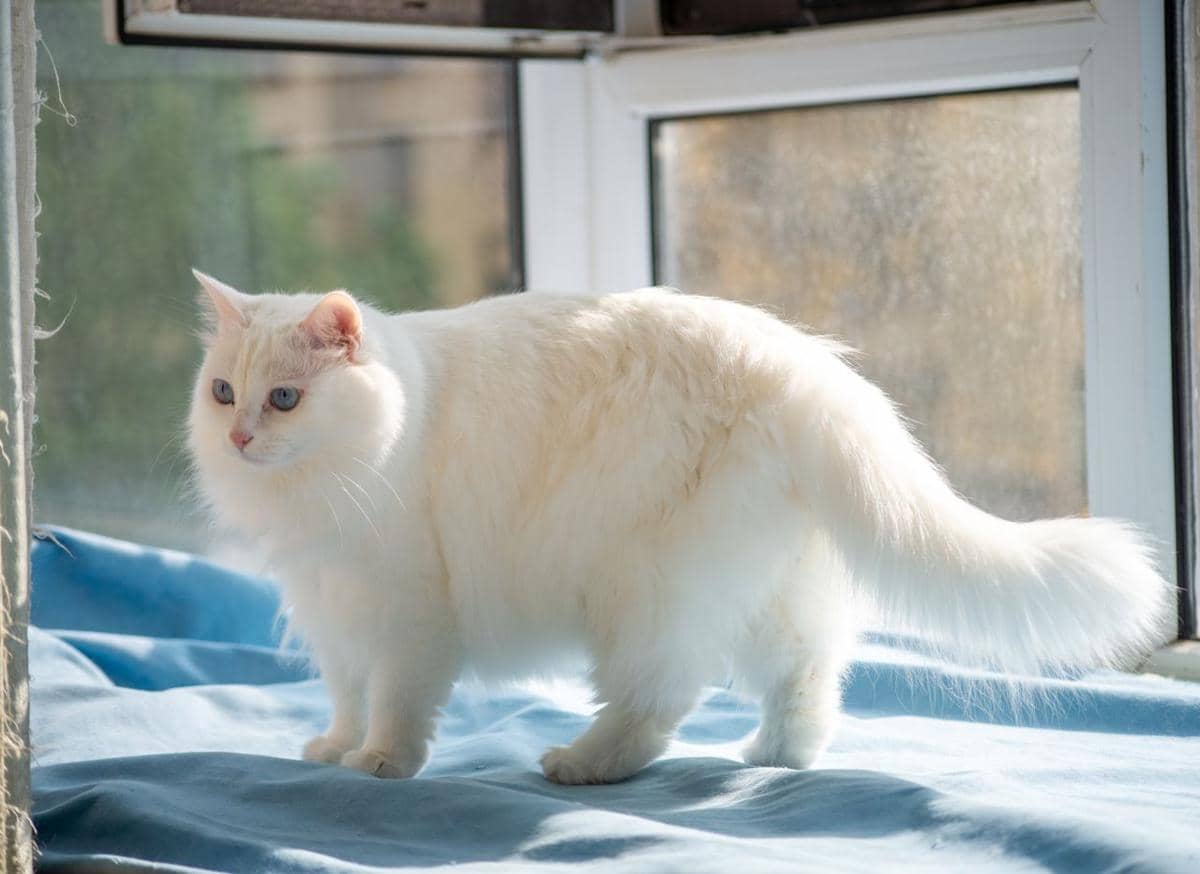 Fakta kucing RagaMuffin
