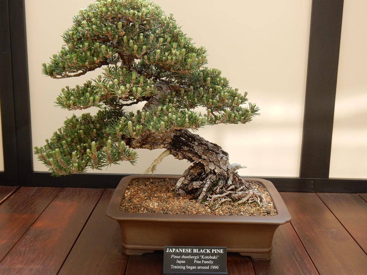 ilustrasi bonsai Japanese black pine