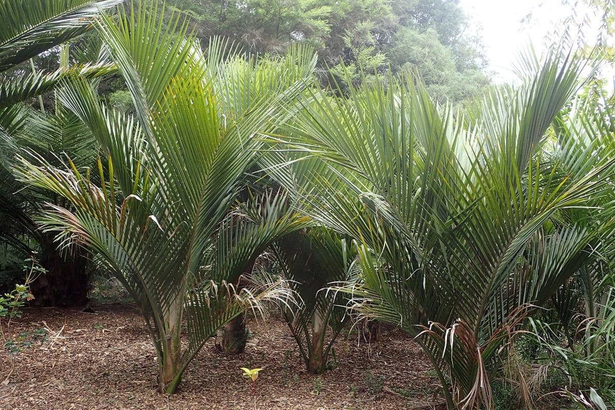 ilustrasi Rhopalostylis sapida
