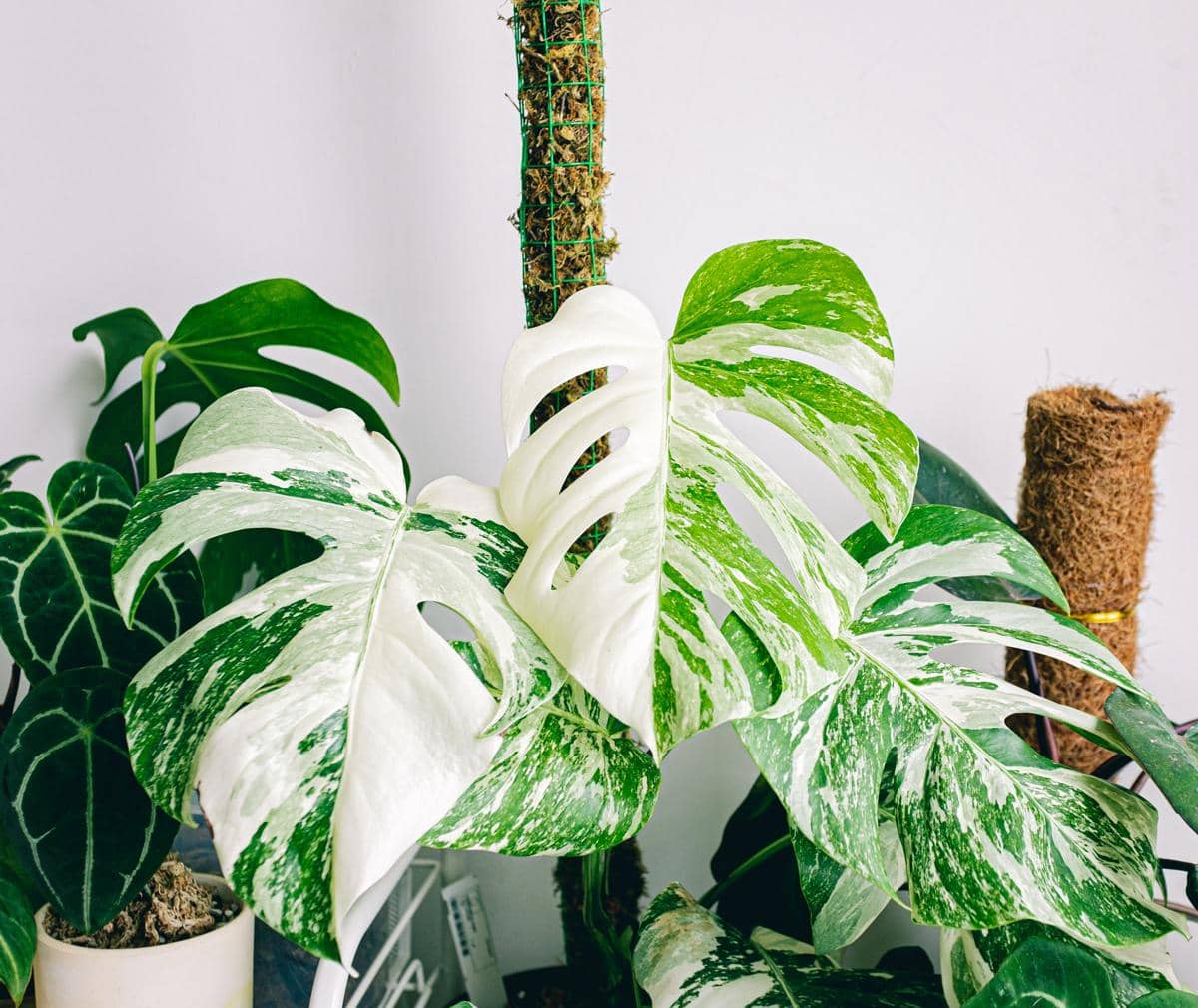Thai constellation monstera