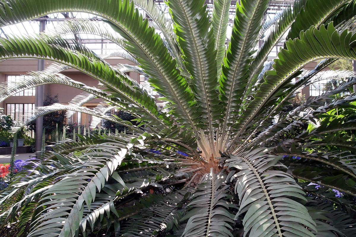 ilustrasi Encephalartos woodii