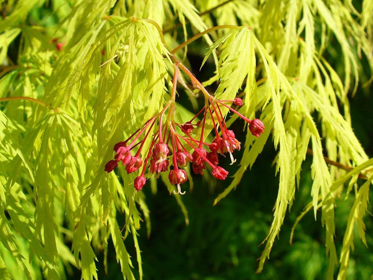 ilustradi Acer palmatum Dissectum