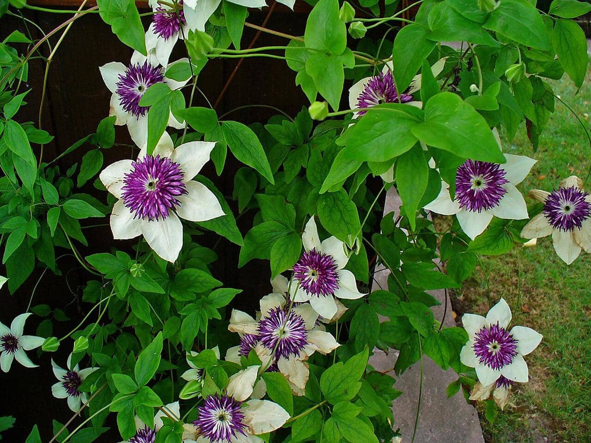 ilustrasi clematis florida sieboldii