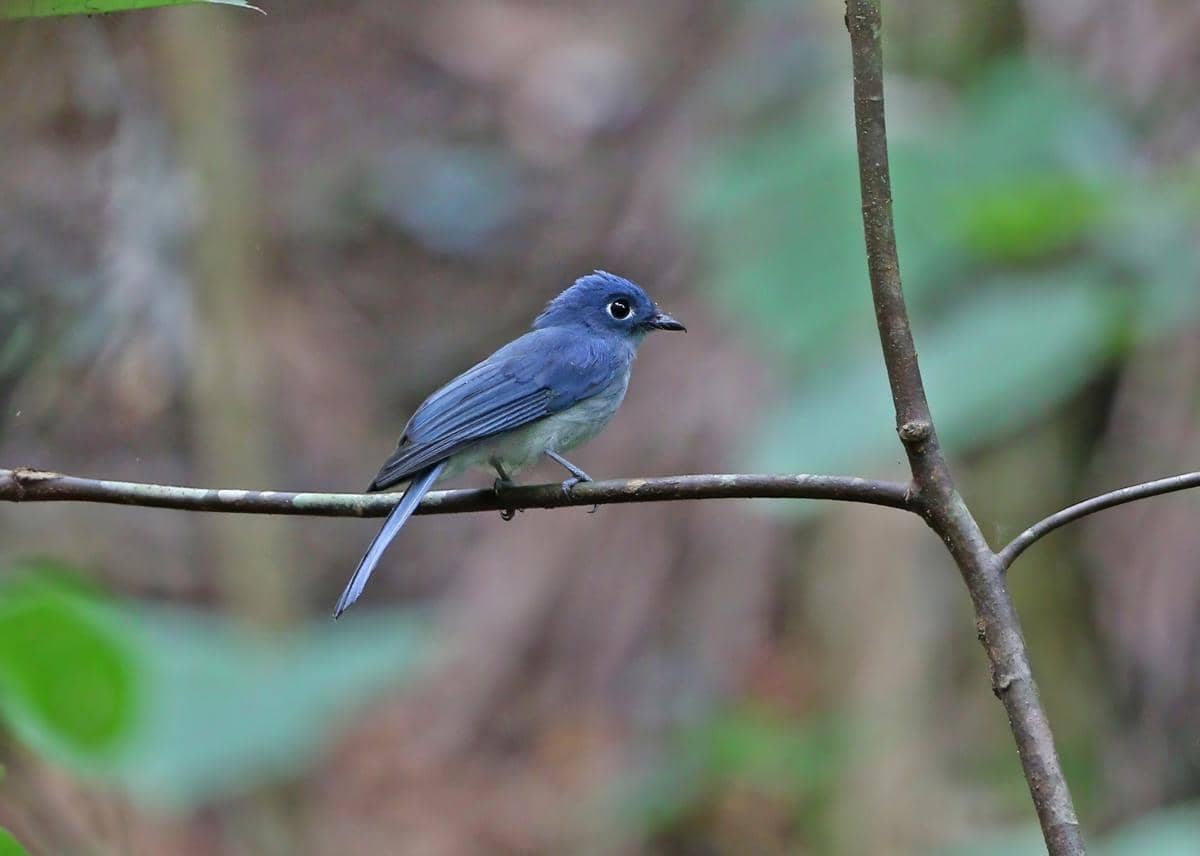 Burung seriwang sangihe