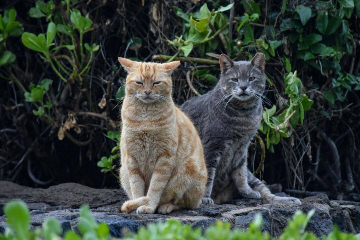 Bagaimana Kucing Bisa Mendengar Suara yang Tidak Kita Dengar?