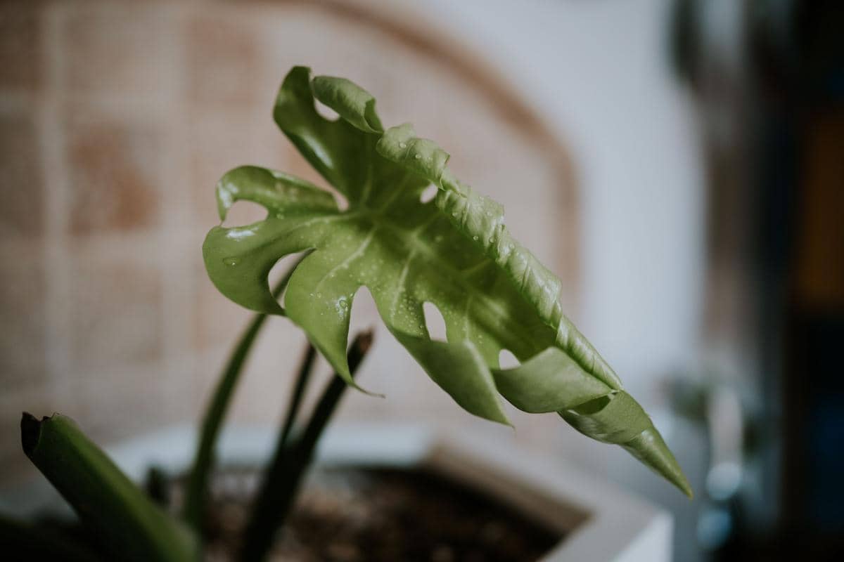 Daun tanaman layu
