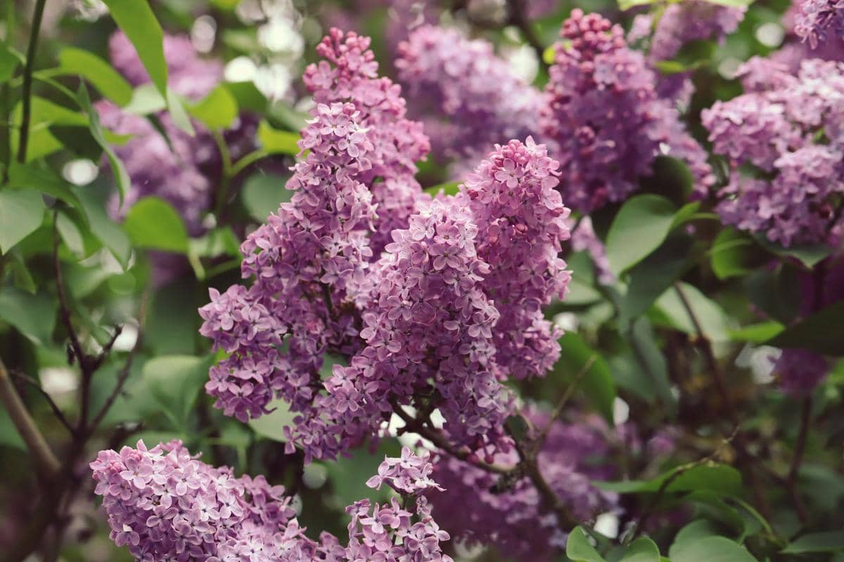 5 Jenis Tanaman Lilac yang Punya Visual Estetik dan Wangi