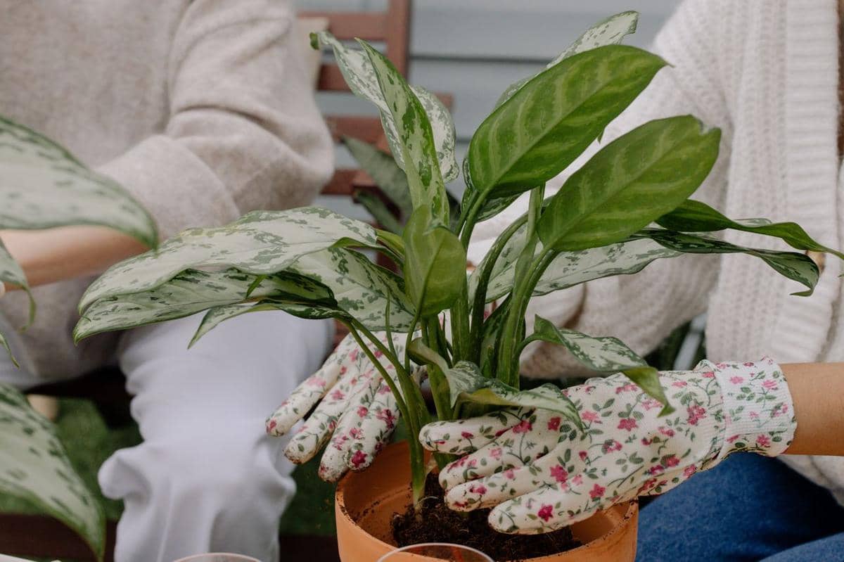 ilustrasi aglaonema white rain
