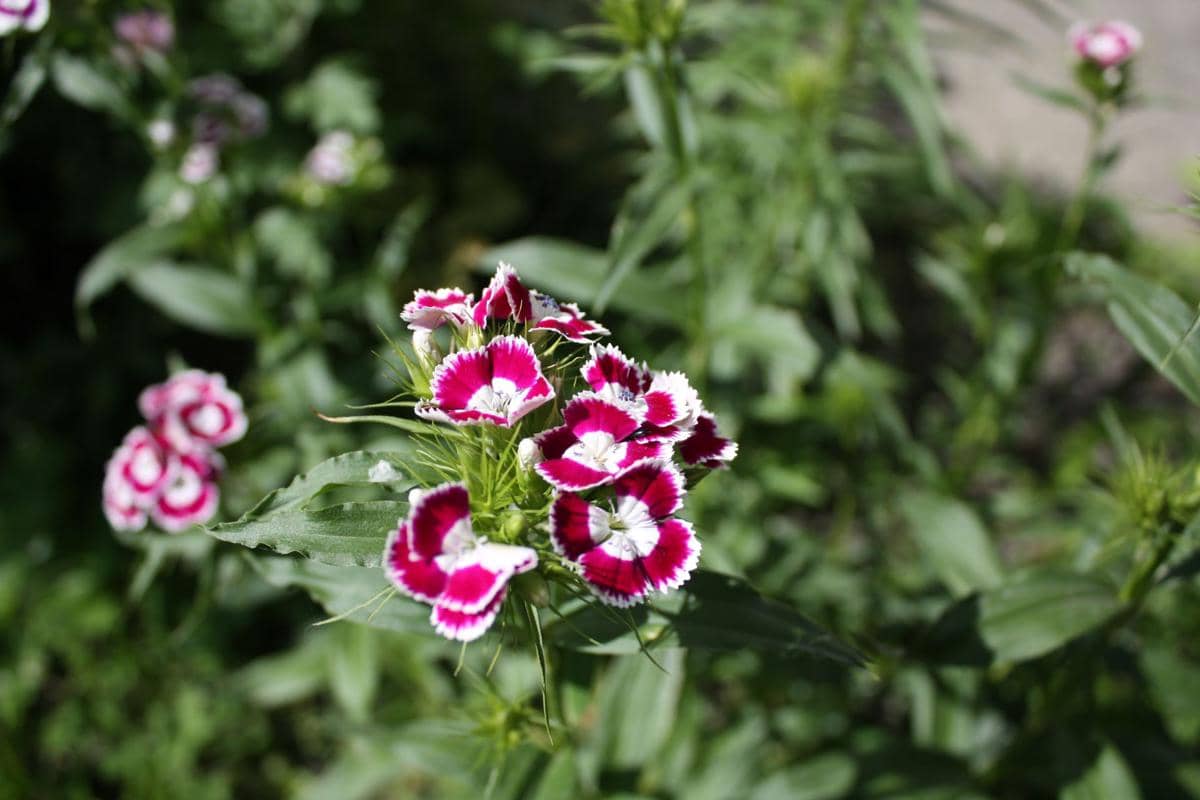 ilustrasi dianthus