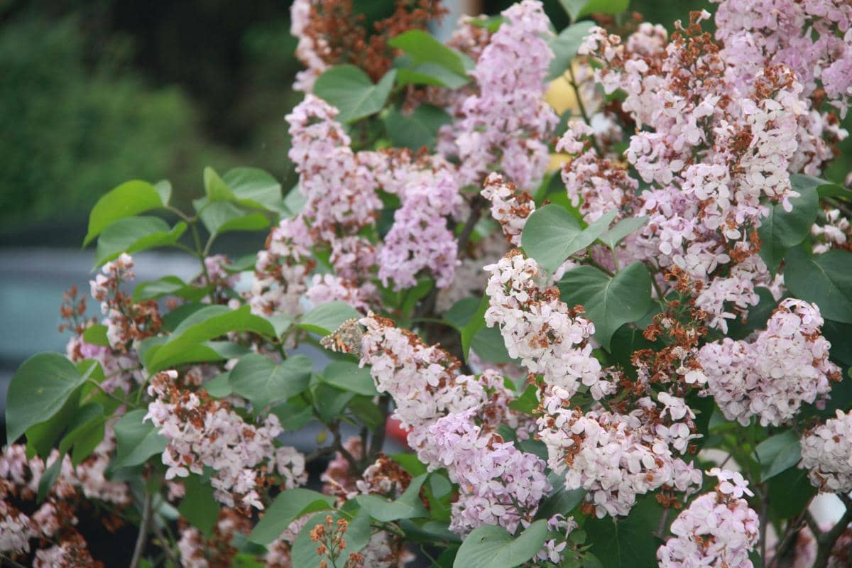 ilustrasi syringa meyeri