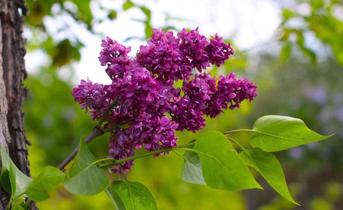 ilustrasi syringa vulgaris