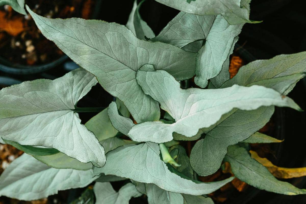 ilustrasi syngonium albo