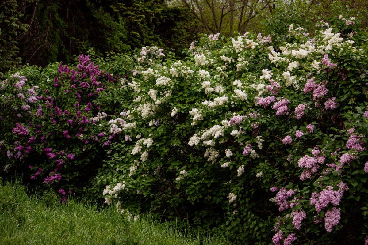 ilustrasi syringa bloomerang
