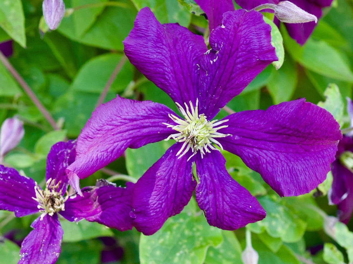 ilustrasi clematis viticella